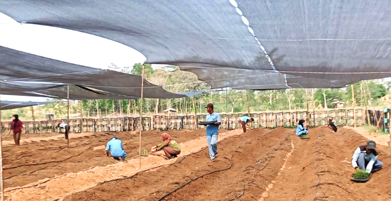 Serentak Siswa Kejuruan Tanam Cabai Bersama Guru di Area Nursery Edupark PT Dahana