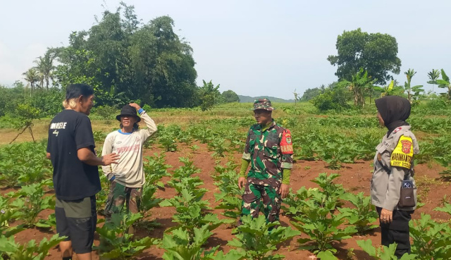 Dampingi Petani Terong Rawalele, Babinsa Kalijati Dukung Ketahanan Pangan